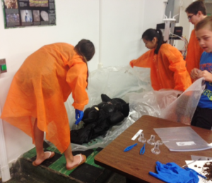 Students uncover a body in the Makerspace