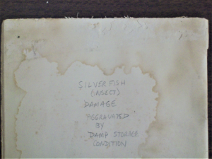 Example of silverfish insect damage and water staining